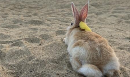 小白兔视频,小白兔的奇幻冒险之旅